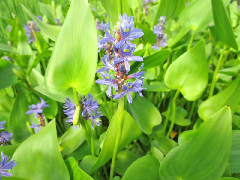 Hechtkraut - Pontederia cordata